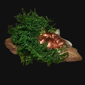 Side view of Forest Guardian showing moss-covered driftwood base with glowing Peridot and Clear Quartz point.