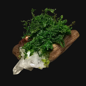 Forest Guardian close-up highlighting Peridot’s green hue and Clear Quartz clarity — crafted for steady renewal and vitality.