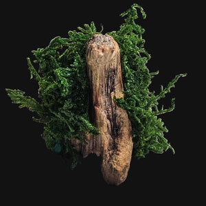 Back view of a moss-covered Forest Guardian showing natural driftwood base and hints of Garnet and Malachite crystals.