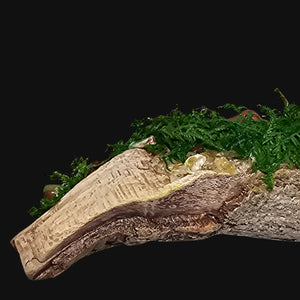 Side view of Forest Guardian: The Verdant King — handcrafted driftwood sculpture featuring a masculine copper face with moss, Citrine, Chrysoprase, and Amethyst crystals symbolising vitality, growth, and renewal.