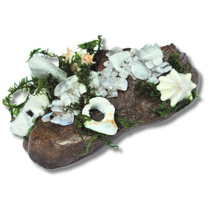 Crystal forest altar on white background with moonstone, seashells, moss and driftwood – handmade by Moss & Raven Australia