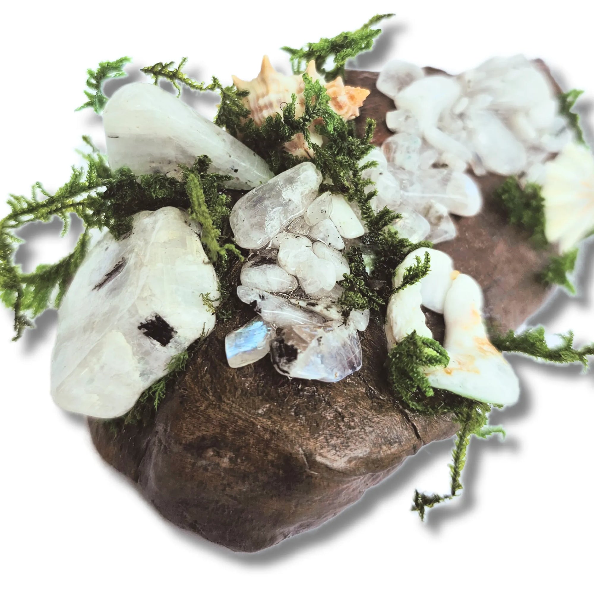 Crystal forest altar on white background with moonstone, seashells, moss and driftwood – handmade by Moss & Raven Australia