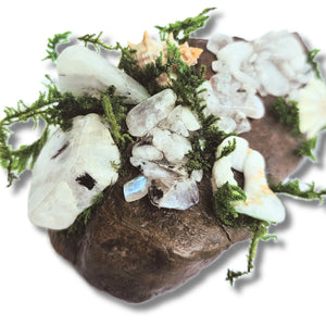 Crystal forest altar on white background with moonstone, seashells, moss and driftwood – handmade by Moss & Raven Australia