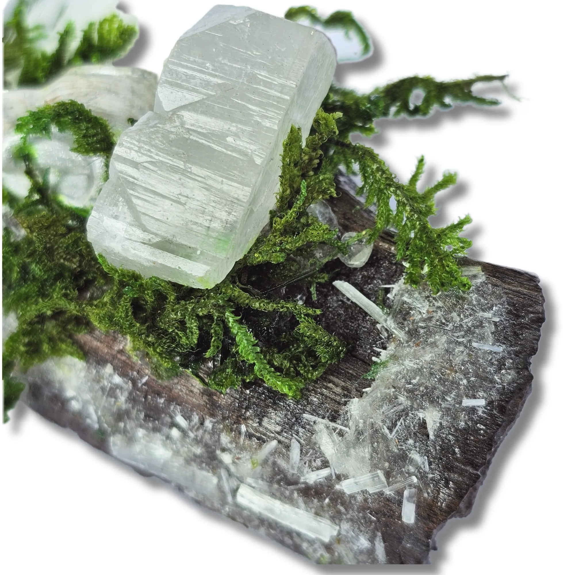 Silver Veil crystal forest featuring Clear Quartz, Selenite, Apophyllite, silver raven head, white feather, moss and driftwood on a white background