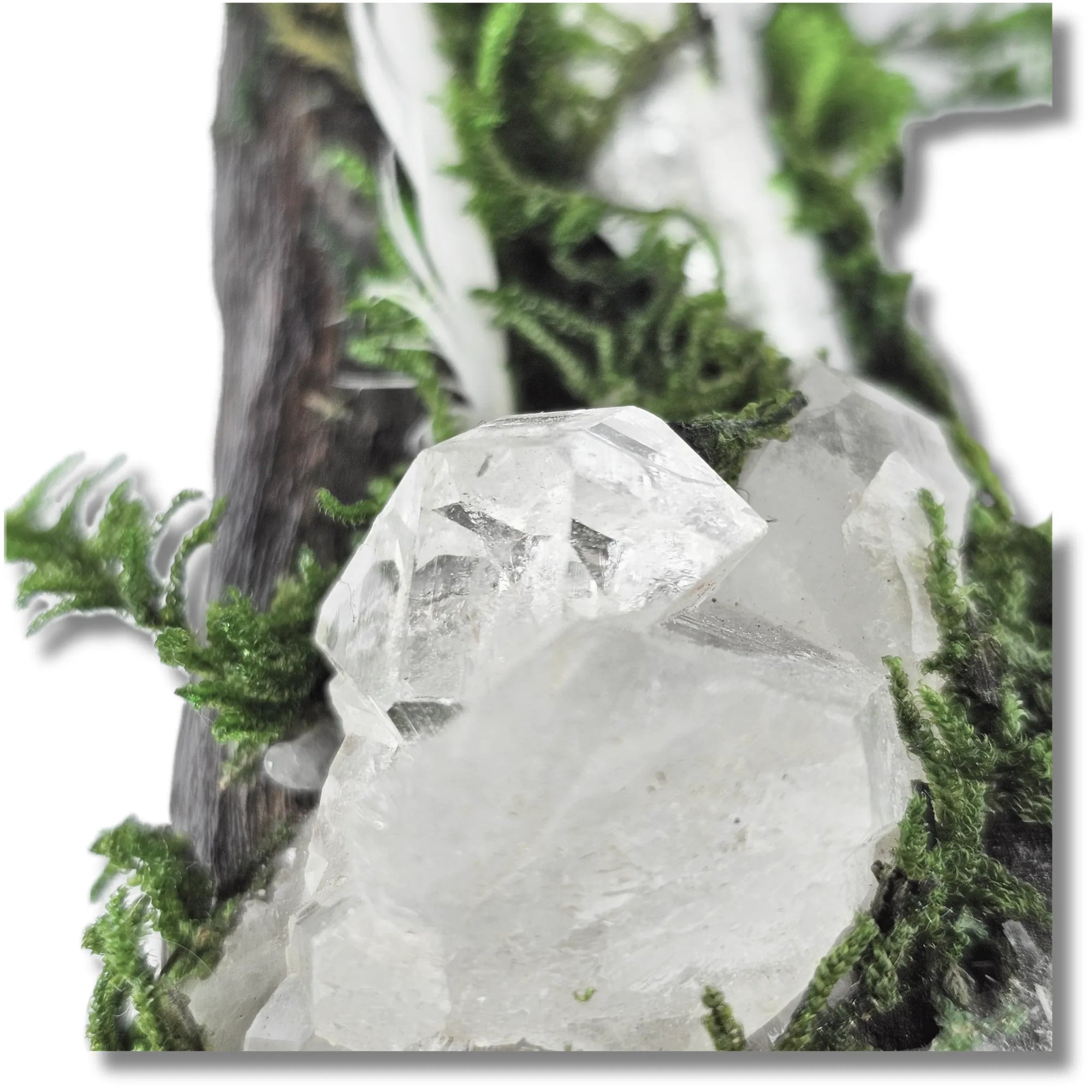 Silver Veil crystal forest featuring Clear Quartz, Selenite, Apophyllite, silver raven head, white feather, moss and driftwood on a white background